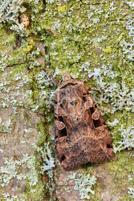 Double-Square-spot (Xestia triangulum)