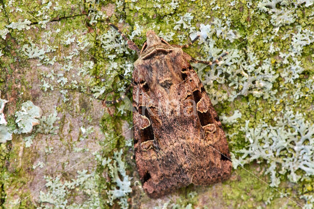 Double-Square-spot (Xestia triangulum)