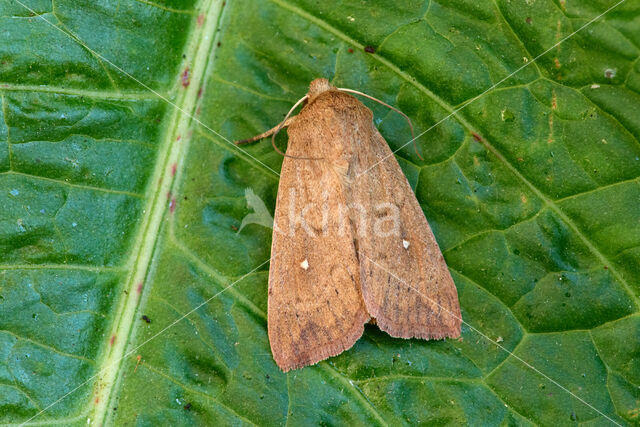 White-point (Mythimna albipuncta)