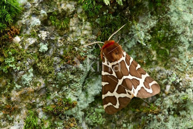 Garden Tiger (Arctia caja)