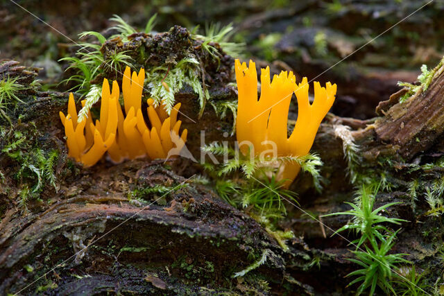 Kleverig koraalzwammetje (Calocera viscosa)