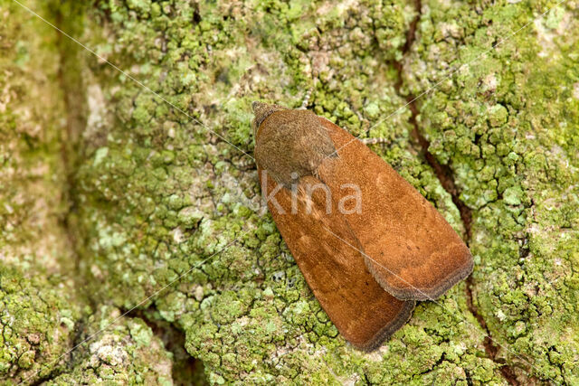 Kleine huismoeder (Noctua interjecta)