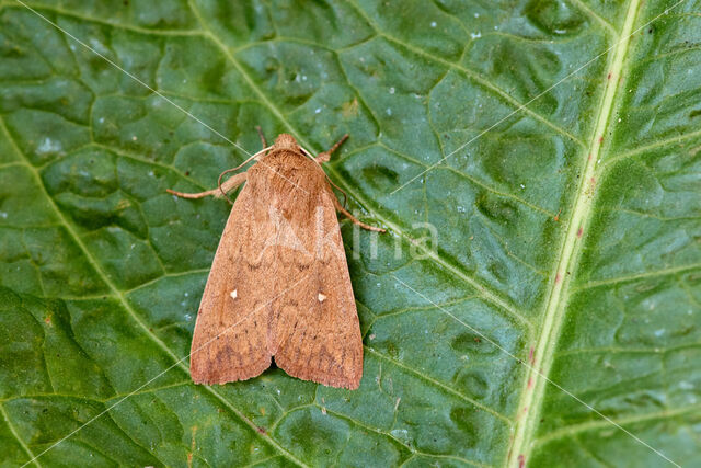 White-point (Mythimna albipuncta)