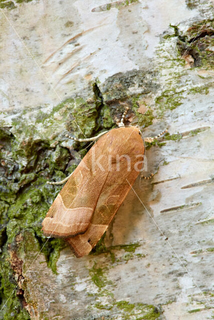 Broad-bordered Yellow Underwing (Noctua fimbriata)