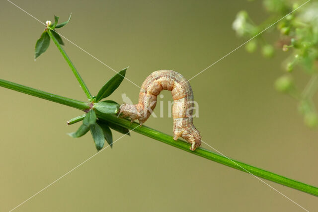 Kalkbandspanner (Cataclysme riguata)