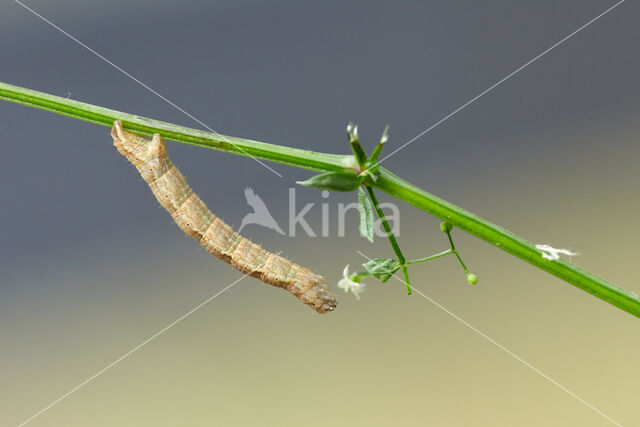 Kalkbandspanner (Cataclysme riguata)