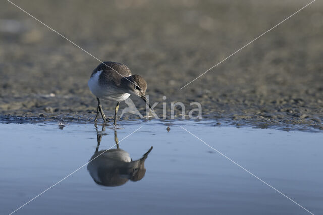 Common Sandpiper (Actitis hypoleucos)