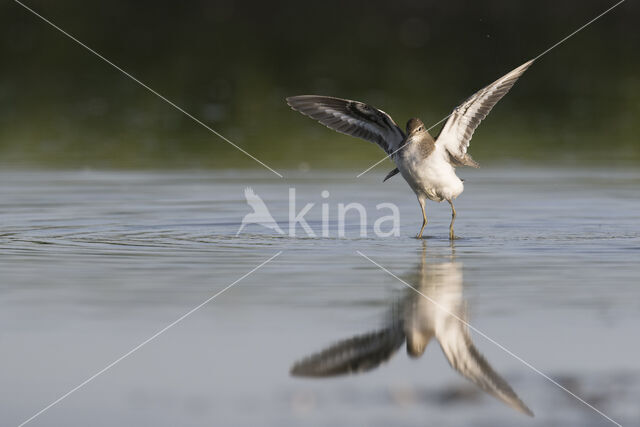 Common Sandpiper (Actitis hypoleucos)