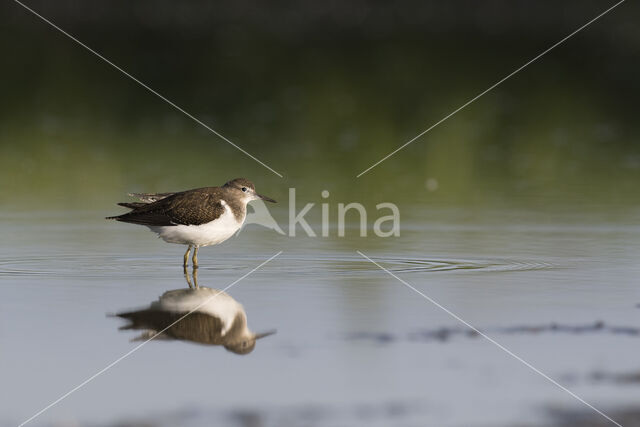 Common Sandpiper (Actitis hypoleucos)