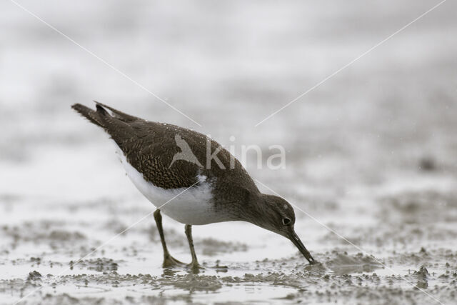 Oeverloper (Actitis hypoleucos)