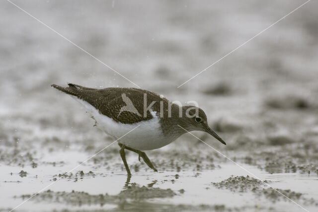 Common Sandpiper (Actitis hypoleucos)