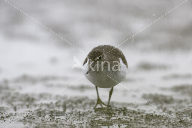 Common Sandpiper (Actitis hypoleucos)