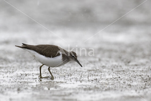 Common Sandpiper (Actitis hypoleucos)