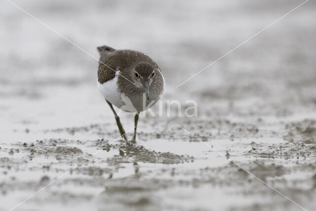 Common Sandpiper (Actitis hypoleucos)