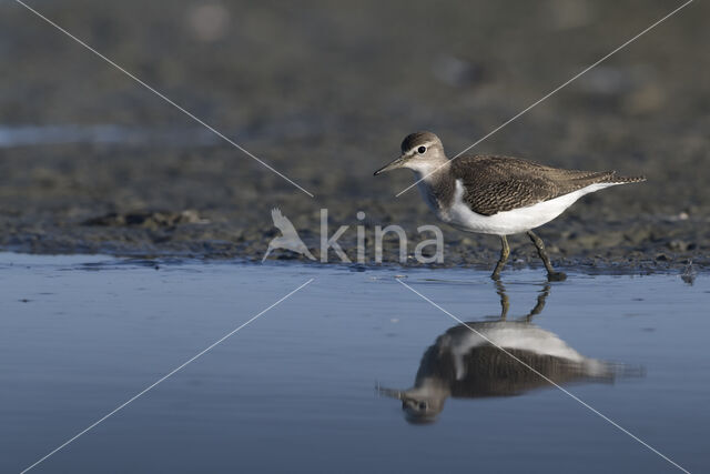 Oeverloper (Actitis hypoleucos)