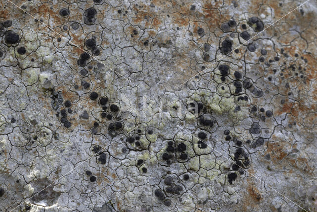 Zwarte granietkorst (Lecidea lithophila)