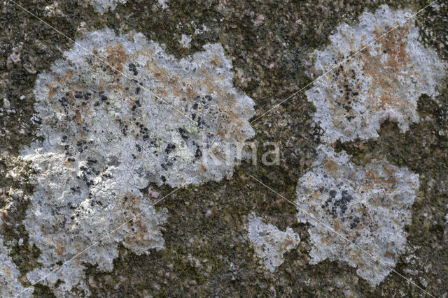 Zwarte granietkorst (Lecidea lithophila)