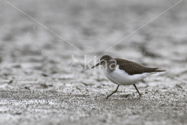 Common Sandpiper (Actitis hypoleucos)