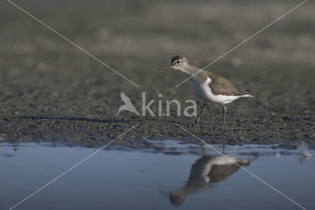 Oeverloper (Actitis hypoleucos)