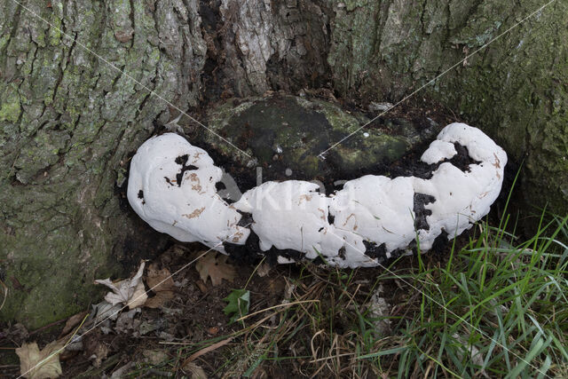 Southern Bracket (Ganoderma australe)