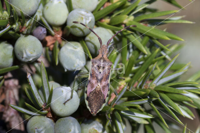 jeneverbesrandwants (gonocerus juniperi)