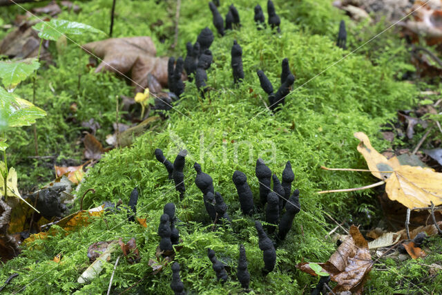 Xylaria longipes