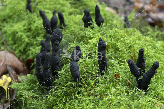 Esdoornhoutknotszwam (Xylaria longipes)