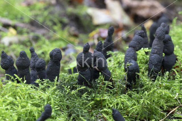 Esdoornhoutknotszwam (Xylaria longipes)