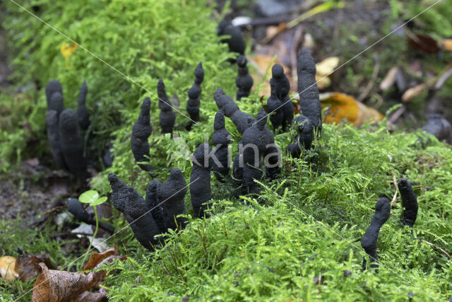 Xylaria longipes