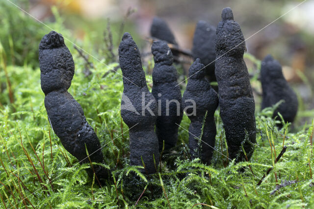 Esdoornhoutknotszwam (Xylaria longipes)