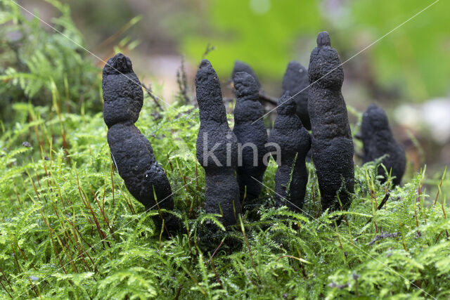 Xylaria longipes