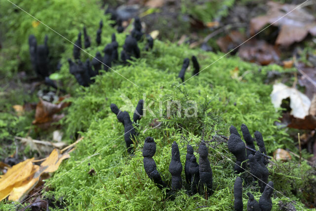 Xylaria longipes