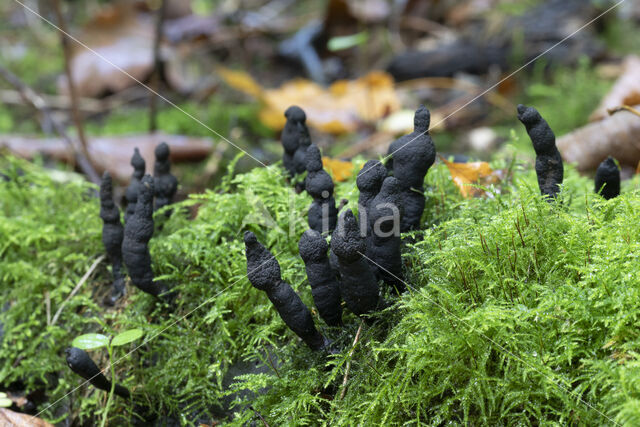 Xylaria longipes