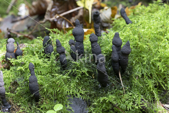 Esdoornhoutknotszwam (Xylaria longipes)