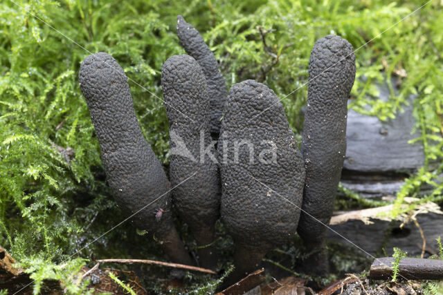 Xylaria longipes