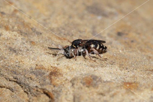 Heideviltbij (Epeolus cruciger)