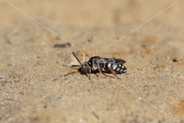 Heideviltbij (Epeolus cruciger)