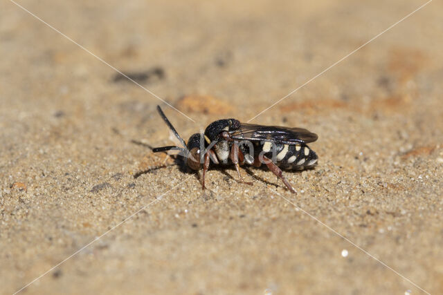 Heideviltbij (Epeolus cruciger)