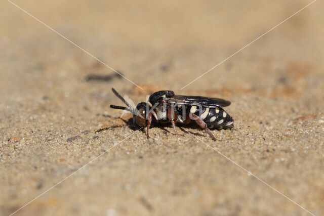 Heideviltbij (Epeolus cruciger)