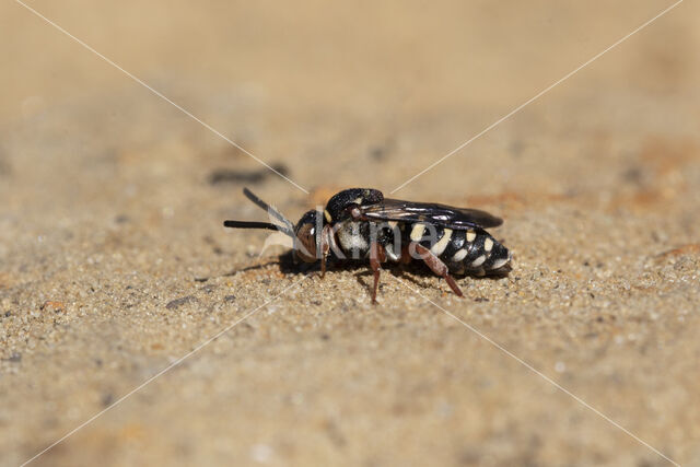 Heideviltbij (Epeolus cruciger)