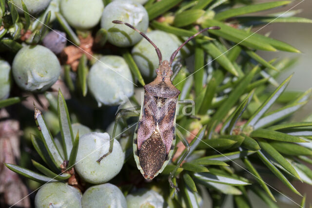 gonocerus juniperi