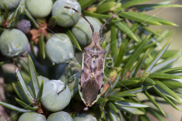 jeneverbesrandwants (gonocerus juniperi)