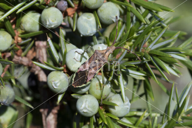 jeneverbesrandwants (gonocerus juniperi)