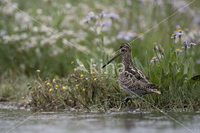 Common Snipe (Gallinago gallinago)