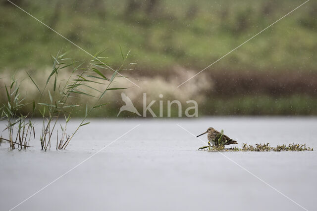 Common Snipe (Gallinago gallinago)