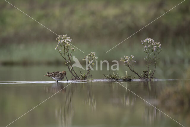 Common Snipe (Gallinago gallinago)