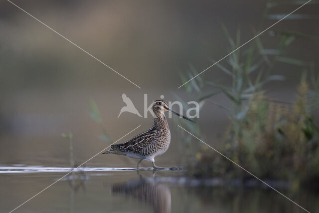 Watersnip (Gallinago gallinago)