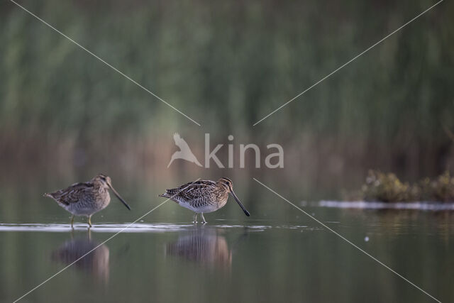 Common Snipe (Gallinago gallinago)