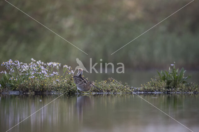 Common Snipe (Gallinago gallinago)