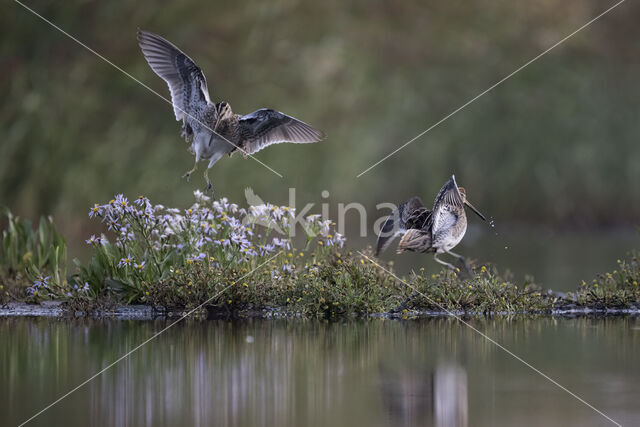 Watersnip (Gallinago gallinago)